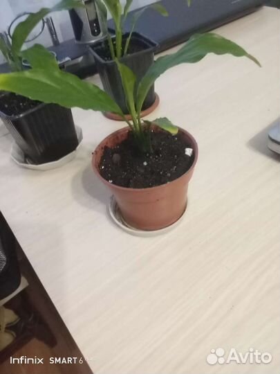 Спатифиллум (женское счастье)