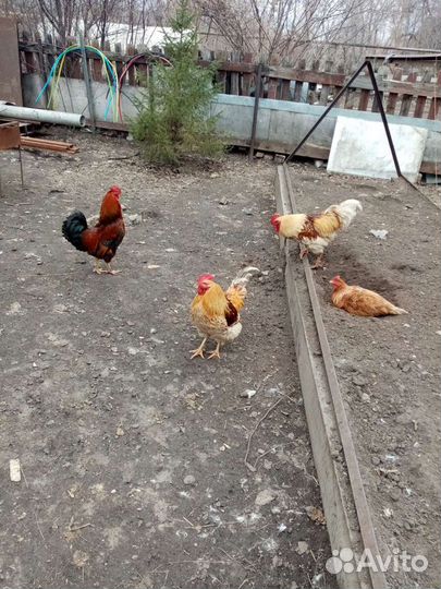 Петух