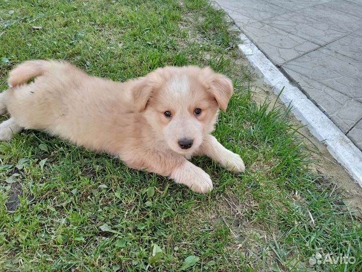 Собака в добрые руки