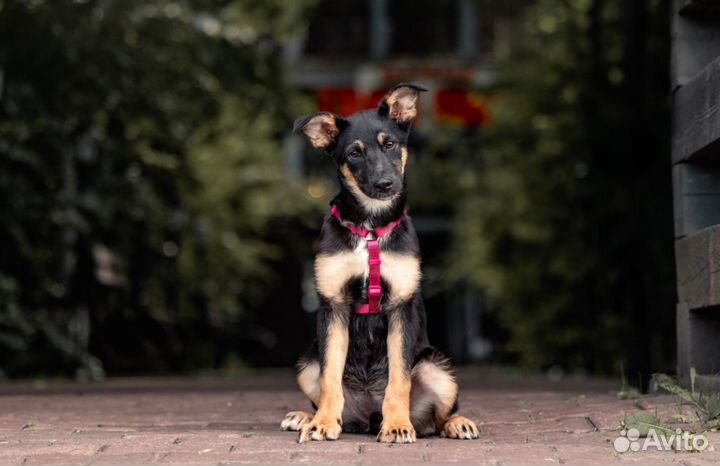 Щенок в добрые руки