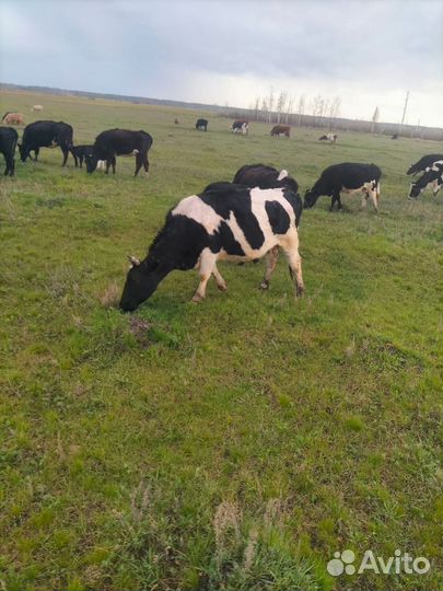 Корова с теленком