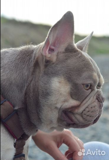 Вязка. Изабелла тан, пятигенный