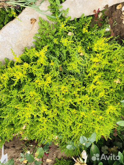 Очиток, комнотное растение, растение для сада