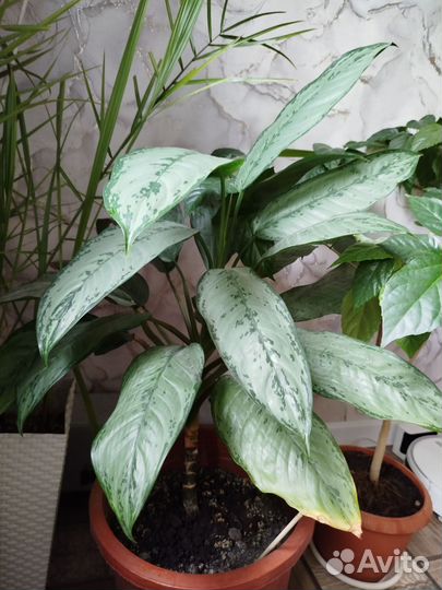 Аглеонема фридман