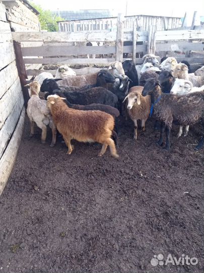 Овцы бараны ягнята оптом