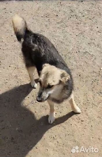 Собачка из приюта