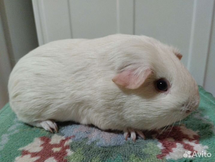 Породистая морская свинка