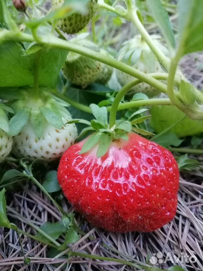 Рассада клубники и земклуники Купчиха