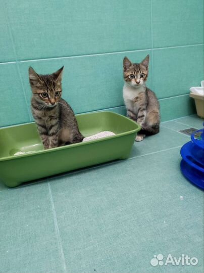 Кошка в дар бесплатно