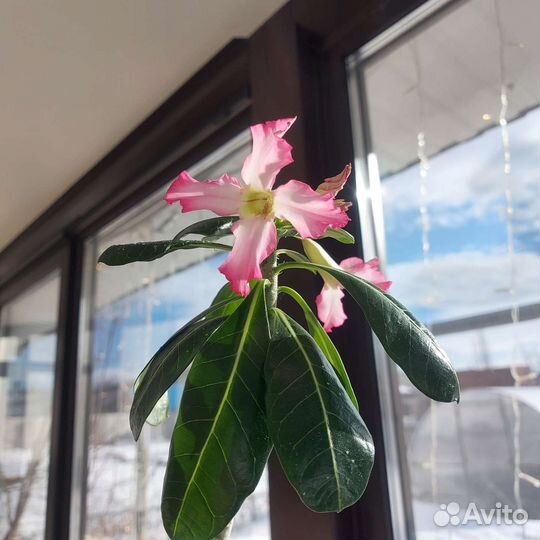 Адениум взрослый