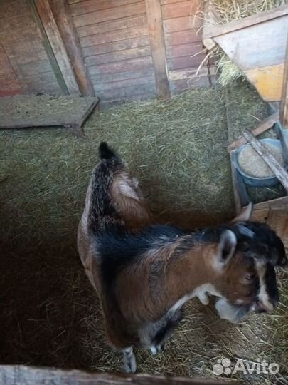 Альпийский козёл и ламанчи