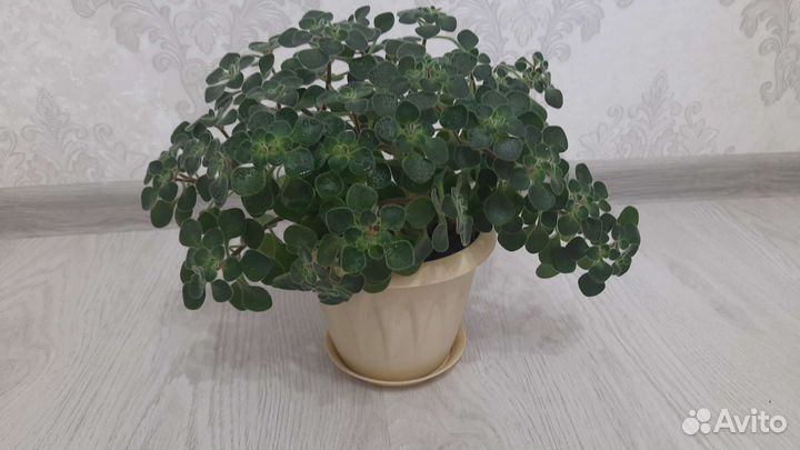 Аихризон дерево любви