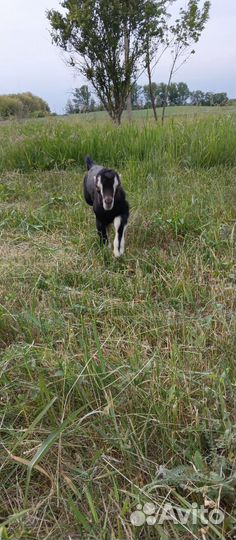 Козлик Ламанча на племя