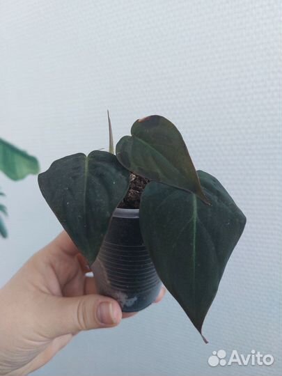 Комнатные растения