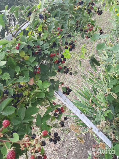 Саженцы ежевики