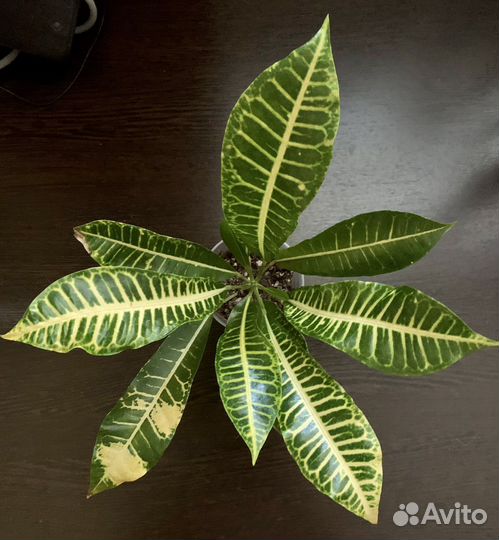 Кротон Джон Бендер