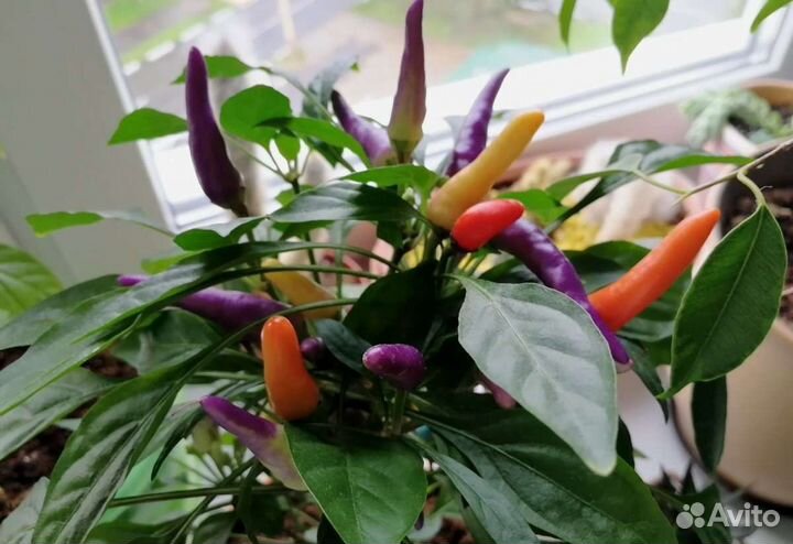 Семена острого перца для комнатных условий