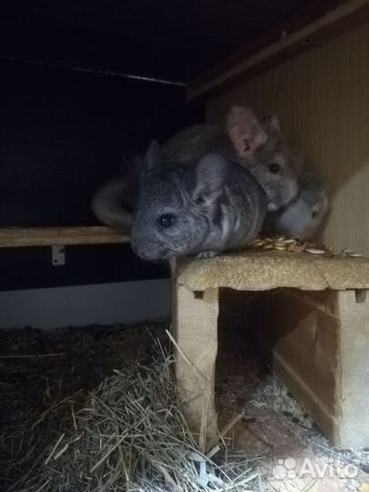 Шиншилла стандарт