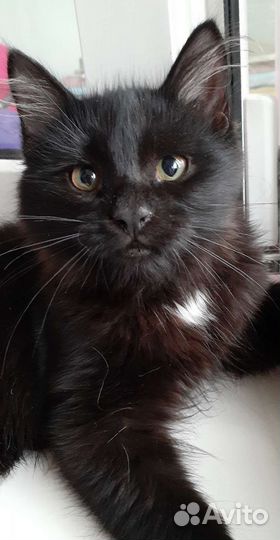 Кошки