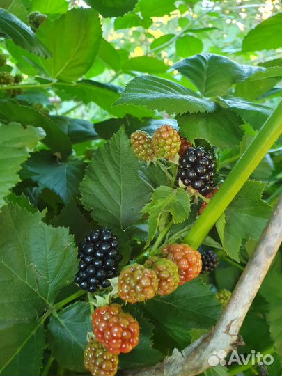 Саженцы ежевики