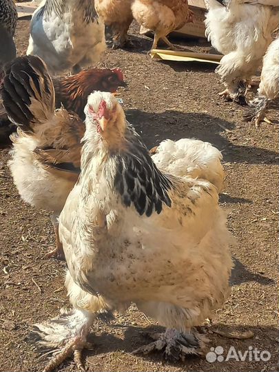 Инкубационное яйцо породистых кур