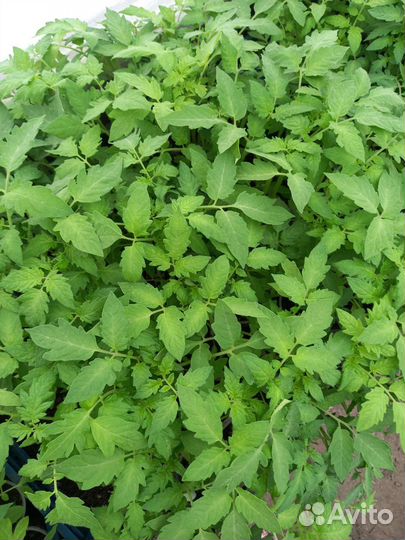 Рассада помидор