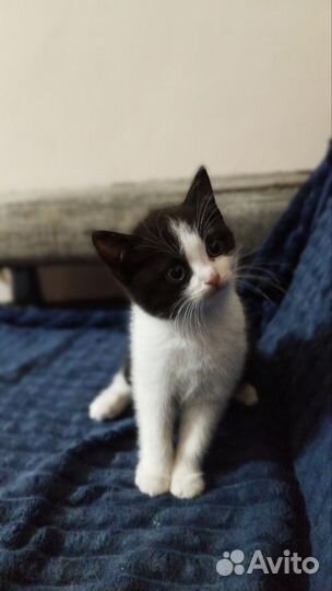 Кошки в добрые руки