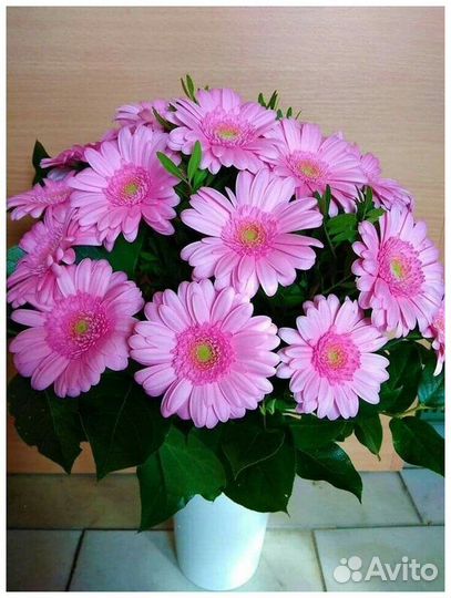 Герберы с доставкой