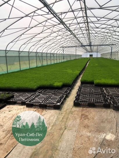 Зкс и окс Сосна Ель Лиственница сеянцы Голуб горн