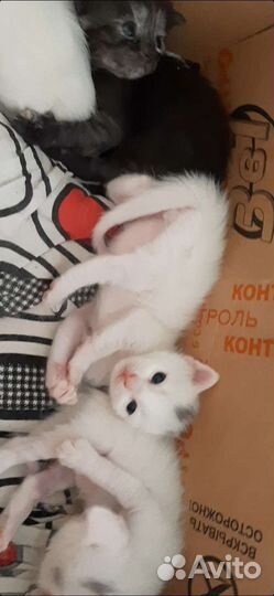 Кошка в дар бесплатно