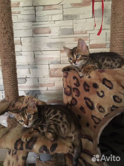 Бенгальская