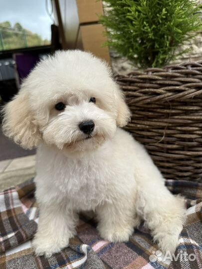 Мальтипули мальчики