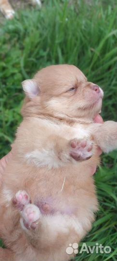 Шпицы редкого окраса