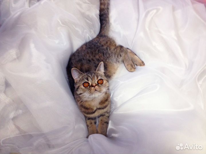 Добрый котёнок экзот