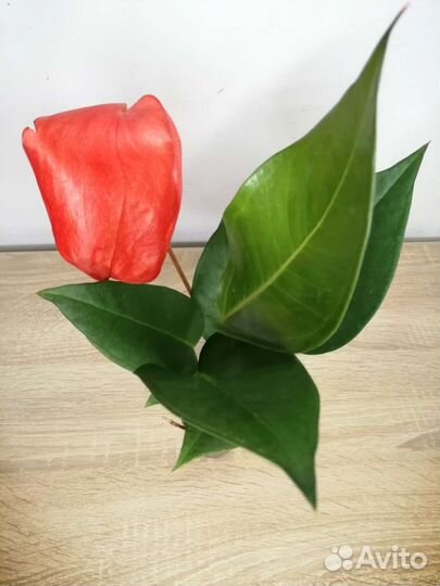 Антуриум шерцера