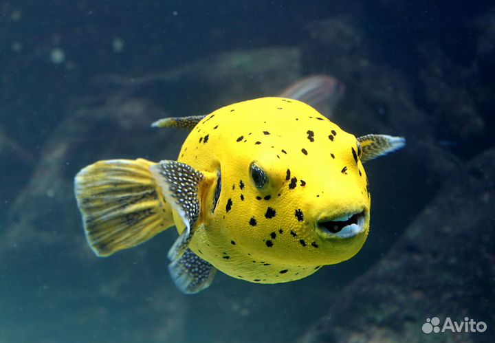 Рыбка Аротрон чертоточечный желтый
