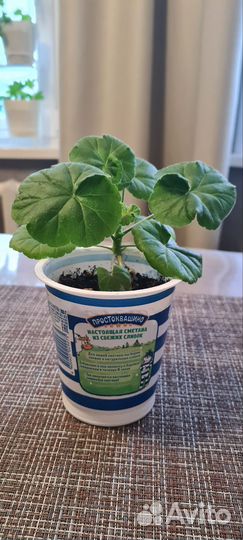 Комнатные цветы