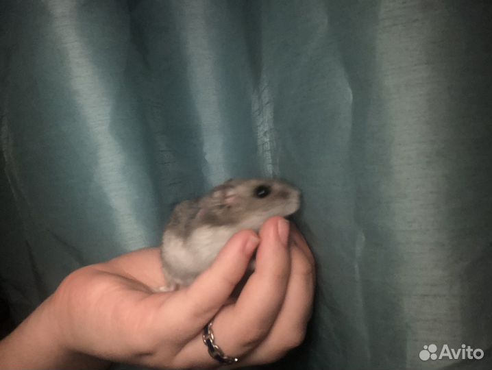 Джунгарский хомяк девочка