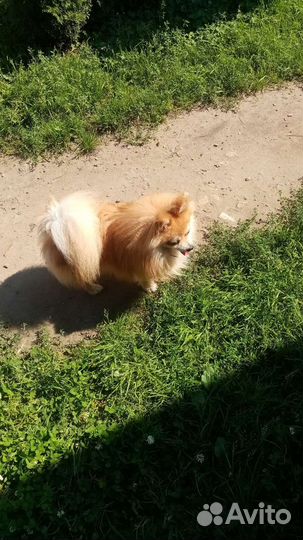 Шпиц помиранский набивные щенки