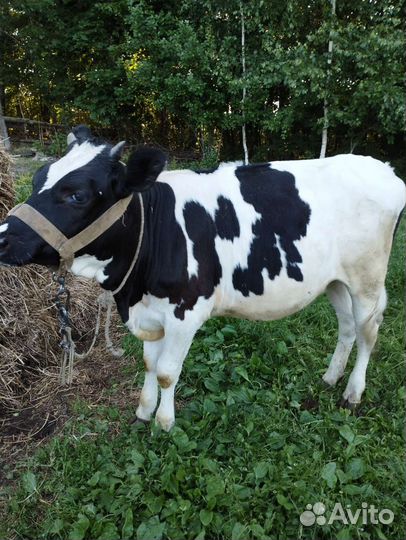 Телка 1г 6 мес