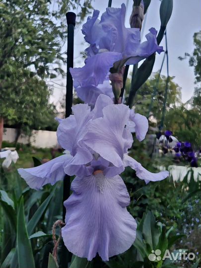 Ирисы бородатые сортовые