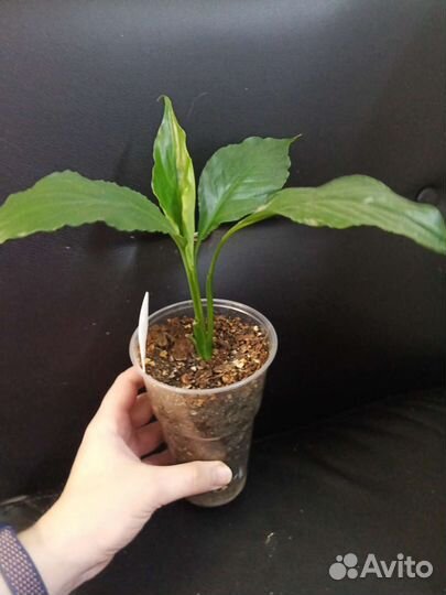 Спатифиллум