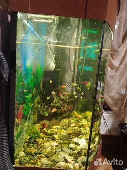 Аквариум с тумбой 250 литров