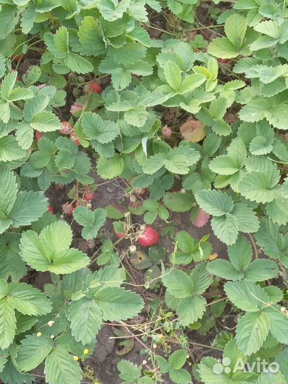 Рассада клубники