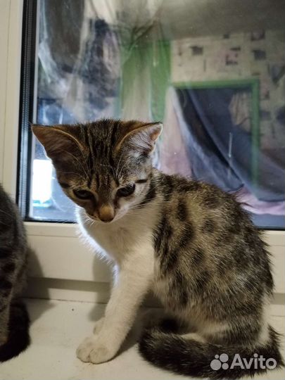 Отдам бесплатно