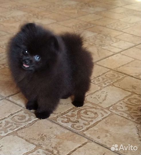 Померанский шпиц мини