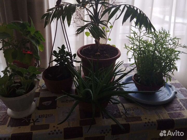 Комнатные цветы