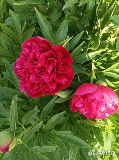 Пион ранний