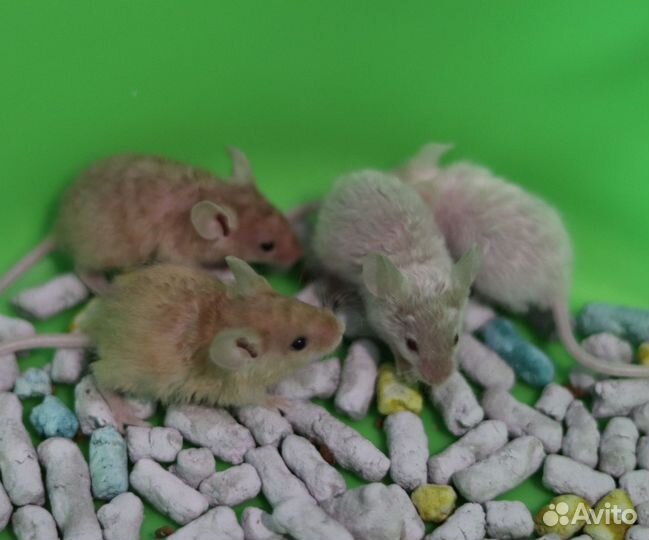 Мышата Кудряшата