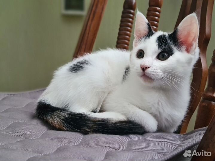 Отдам котенка в хорошие руки